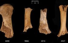 Масові вбивства та канібалізм: вчені з'ясували моторошну правду про людей бронзового віку