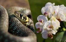 В Азии обнаружили 234 новых вида животных и растений: они под угрозой исчезновения