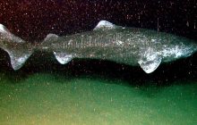 Стародавню ДНК найглибоководнішої акули використовують для вивчення довголіття людини