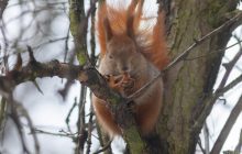 В Киев возвращается мороз: названа дата, когда в столице будет "минус" (инфографика)