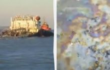 Розлив мазуту з танкерів РФ: у Чорному морі гинуть птахи та дельфіни (відео)