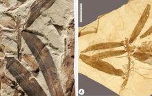 У США виявлено "інопланетну рослину", яка не належить до жодного відомого виду