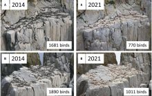 Учені зафіксували найбільший випадок загибелі одного виду в сучасній історії