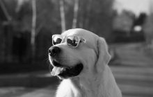 Як собаки прощаються перед смертю: експерти назвали ознаки, які допоможуть це визначити