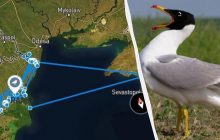 В Україні загинув рідкісний птах, якого шукали за датчиком: що сталося з Ramo