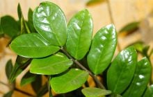 Ученым наконец удалось раскрыть давнюю загадку фотосинтеза