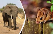 Чи справді слони можуть боятися мишей: відповіді вчених розкрили всю правду