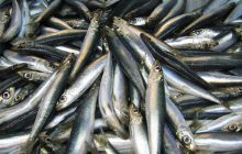 Оселедець стає хижаком: вчені заявили про неймовірний еволюційний стрибок у Балтиці