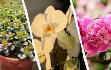 Наповнять дім позитивною енергією: 14 рослин, які приносять щастя й удачу