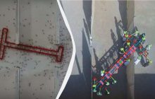 Вирішили проблему швидше: мурахи виявилися кращими за людей у груповому завданні, - вчені