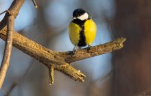 Антициклон "Гюнтер" накрив Європу: синоптик розказав, що станеться з погодою в Україні