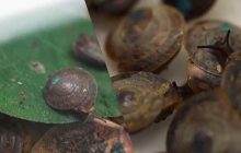 В Португалии обнаружили крошечных улиток, которые считались вымершими в течение 100 лет