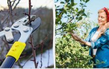 Ці дерева обов'язково потрібно обрізати з січня по березень: урожаю буде в 2 рази більше