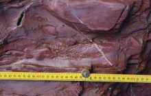 Скам'янілості дерев, яким 377 мільйонів років, схвилювали наукову спільноту