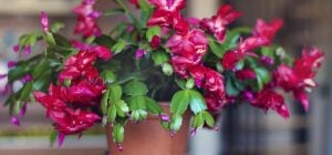 Чим підживити різдвяник, щоб він пишно зацвів: садівники назвали доступне і дієве добриво