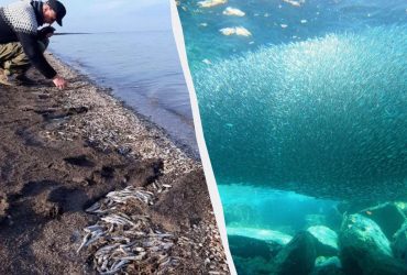 У заповіднику на Одещині вперше стався викид анчоуса (фото)