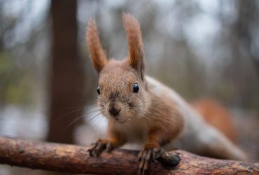 4 грудня в Києві і вдень, і вночі буде мінус