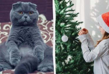 Як врятувати різдвяну ялинку від котів: найкорисніші поради перед Новим роком