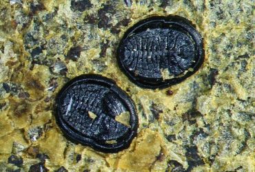 У Новій Зеландії виявили крихітну скам'янілість стародавньої комахи