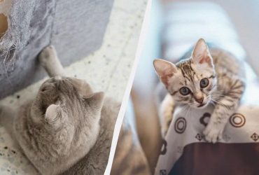 Як відучити кота дерти шпалери та меблі: вам потрібен звичайний двосторонній скотч