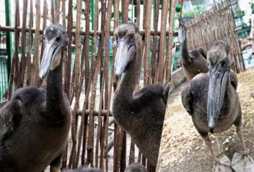 Подарок на Николая: в Киевском зоопарке вывели уникальных розовых пеликанов