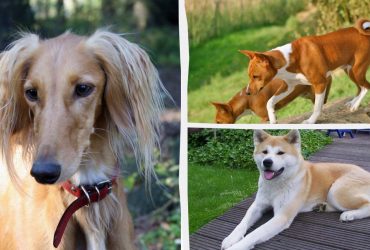 Від фараонів до сучасних людей: названо 5 стародавніх порід собак, які живуть в наш час