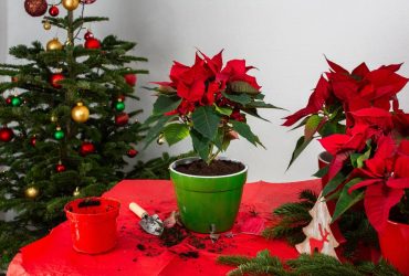 Що робити, щоб різдвяна зірка зацвіла: експерт розкрив, як доглядати за пуансетією