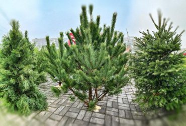 Несколько тысяч за дерево: сколько стоит живая новогодняя елка в Киеве