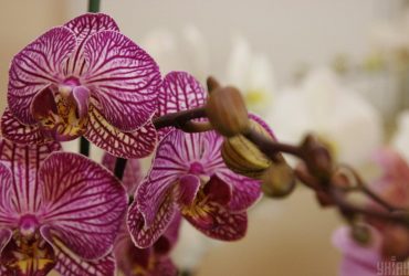 Что любят орхидеи в домашних условиях: эксперт назвала 4 ошибки при уходе за цветком