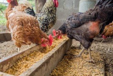 Украина осталась без одного из крупнейших покупателей курятины: почему продажи запрещены