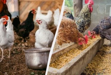 Чому не несуться кури: перевірені поради власникам несучок