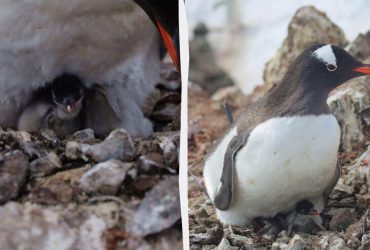 Невероятно милые крохи: украинские полярники показали первых младенцев-пингвинов этого сезона