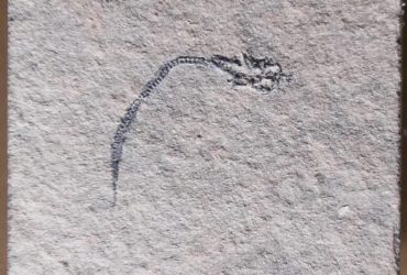 В Австралії виявили скам'янілість віком 400 мільйонів років: чим унікальна ця знахідка