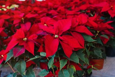 Пуансеттии будут цвести на 6 недель дольше: эксперты раскрыли, что для этого надо