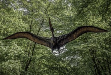 Ученые открыли в Австралии новый уникальный видптеродактилей