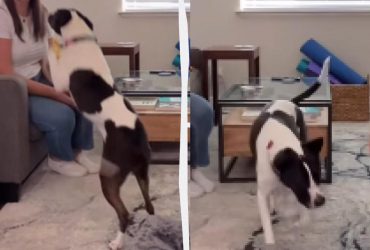 Как отучить собаку прыгать на людей во время приветствия: тренер дала интересный совет