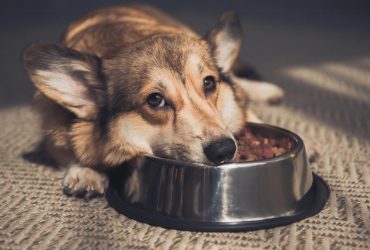 Собаки-привереды: 10 пород, которые крайне переборчивы в еде