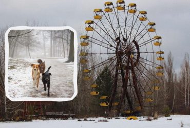 Жили в тіні реактора: вчені з'ясували, чому собаки Чорнобиля швидко еволюціонують