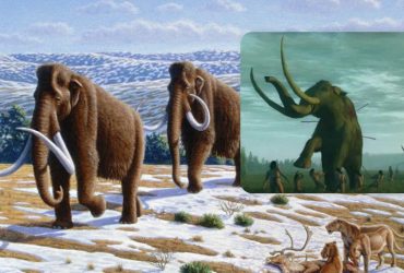 Давні американці, ймовірно, їли мамонтів до їхнього вимирання, - дослідження