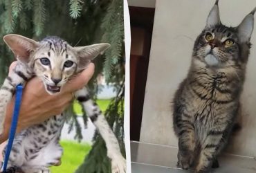 Чому коти плямисті та смугасті: вчені дали несподівану відповідь