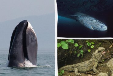 Могли бачити Магеллана та загибель Титаніка: біолог назвав 3 тварини, які живуть найдовше