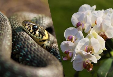 В Азії виявили 234 нові види тварин і рослин: вони під загрозою зникнення