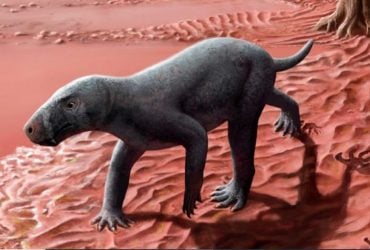 Похож на собаку: на Майорке нашли останки древнейшего саблезубого хищника в мире