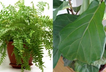 9 рослин, які краще ніколи не ставити у спальні: поради експерток