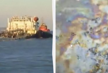 Розлив мазуту з танкерів РФ: у Чорному морі гинуть птахи та дельфіни (відео)