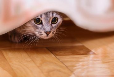 Почему кот может прятаться: ветеринар назвала причины и предостережения