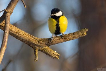 Сьогодні в Україні стане ще тепліше (карта)