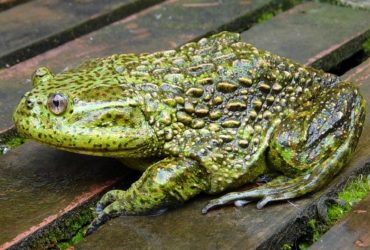 Одній із найбільших у світі жаб загрожує вимирання, - дослідження