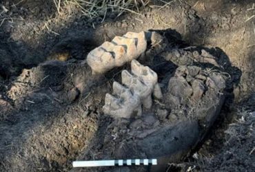 Мужчина на заднем дворе своего дома нашел окаменелые останки мастодонта