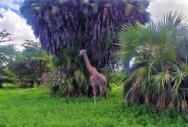 Menjelajahi Zanzibar, bagian 2: safari Afrika yang sesungguhnya dan Freddie Mercury